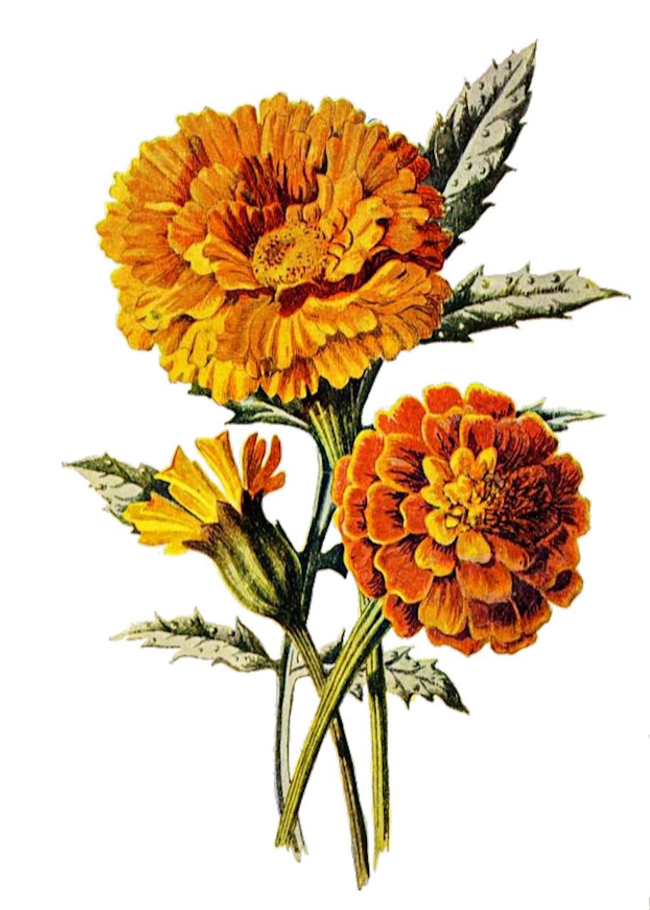 marigold  flower  floral free photo