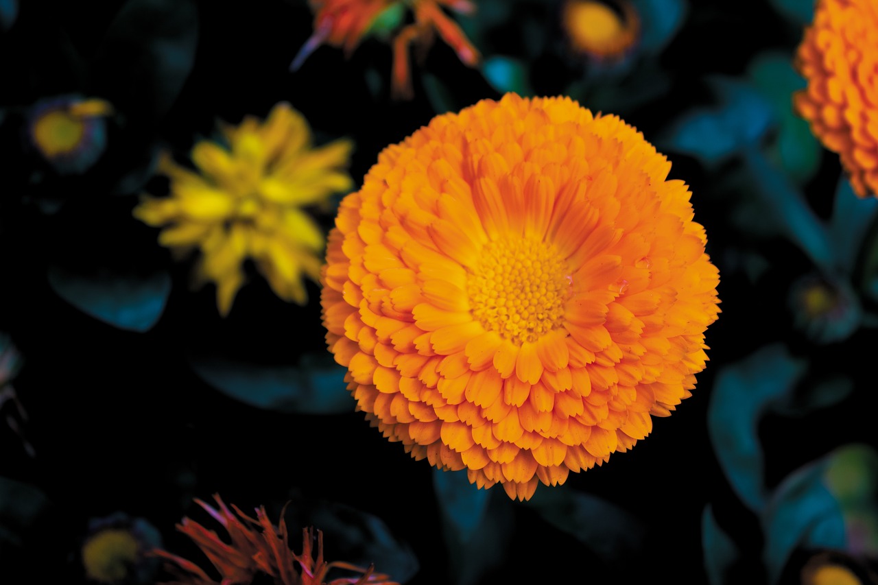 marigold  yellow  flower free photo