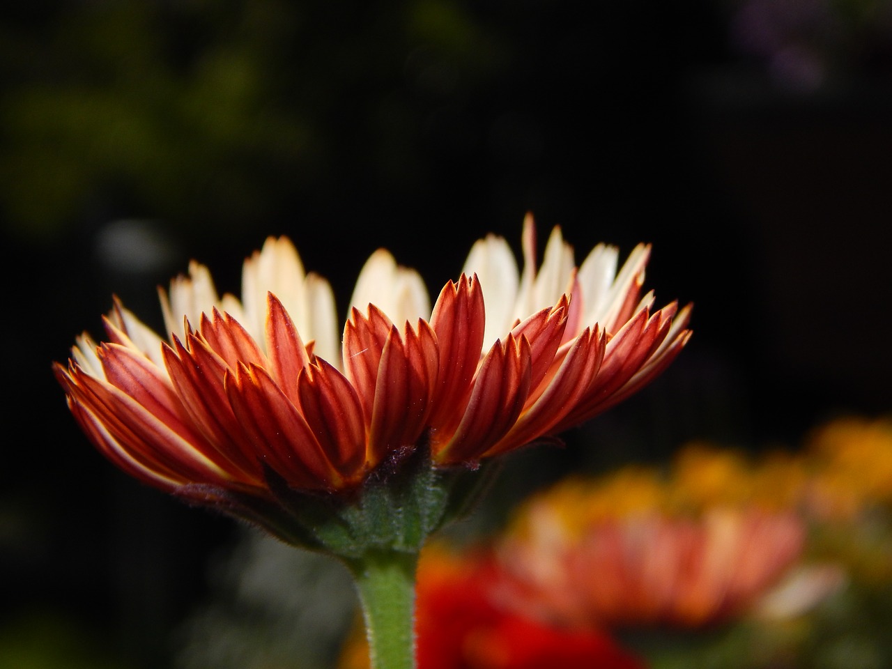 marigold  blossom  bloom free photo