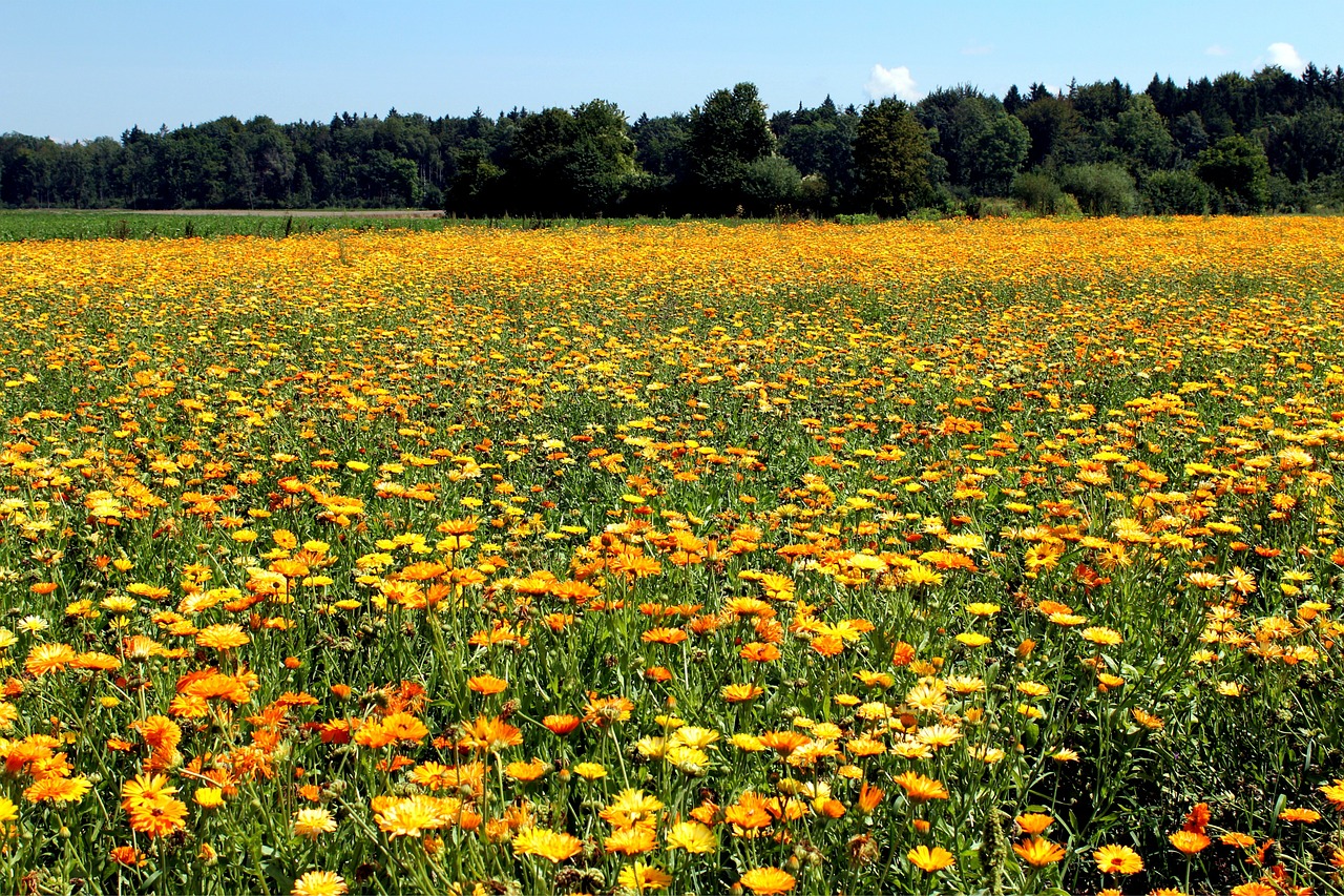 marigold field nature free photo