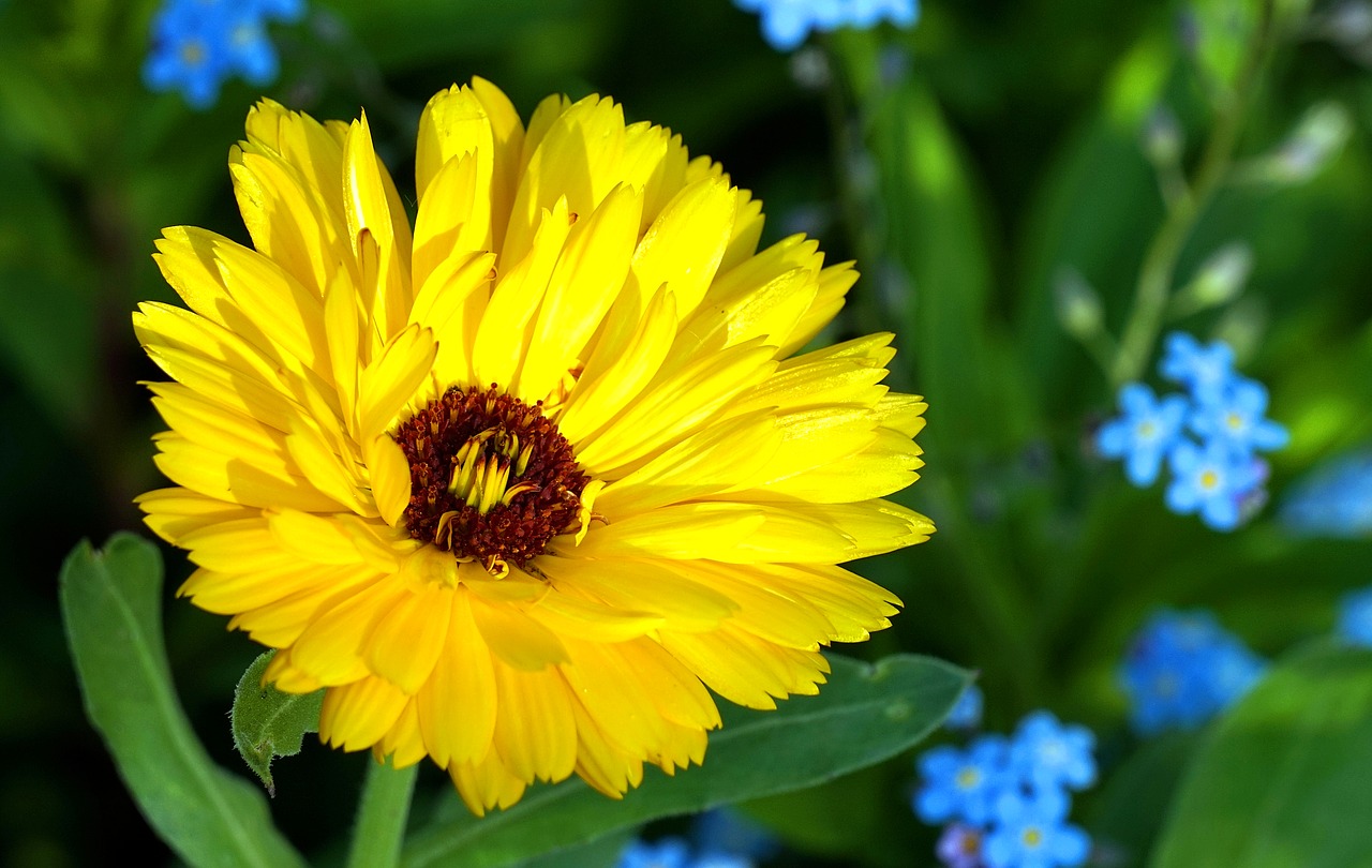 marigold  yellow  blossom free photo