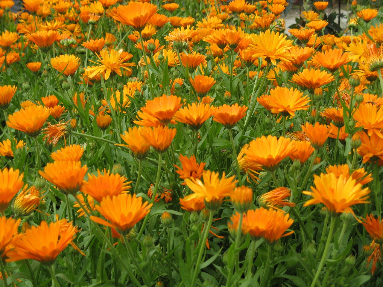 marigold field many free photo