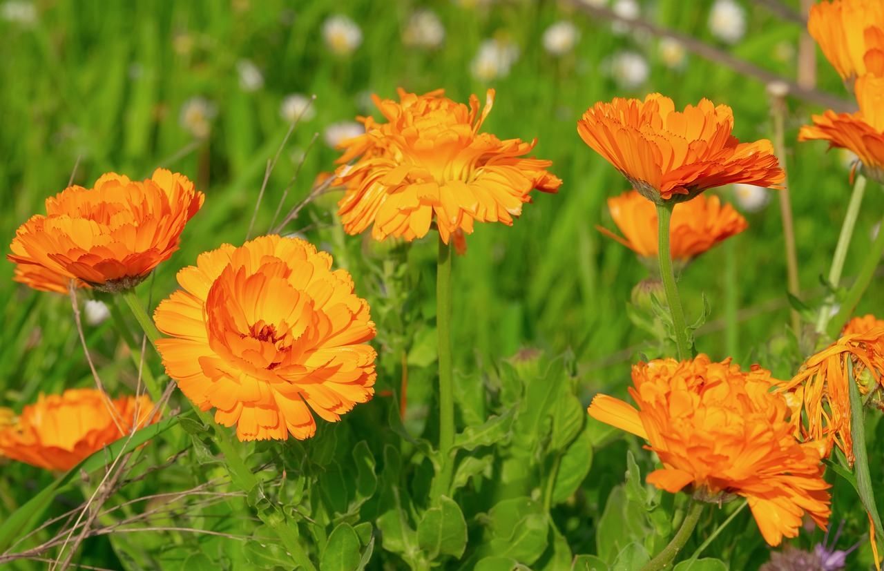 marigold  calendula  medicinal plant free photo