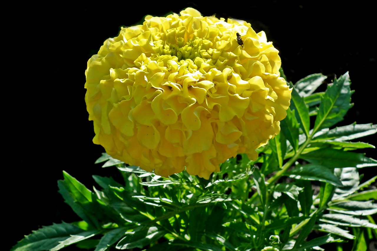 marigold  flower  yellow free photo