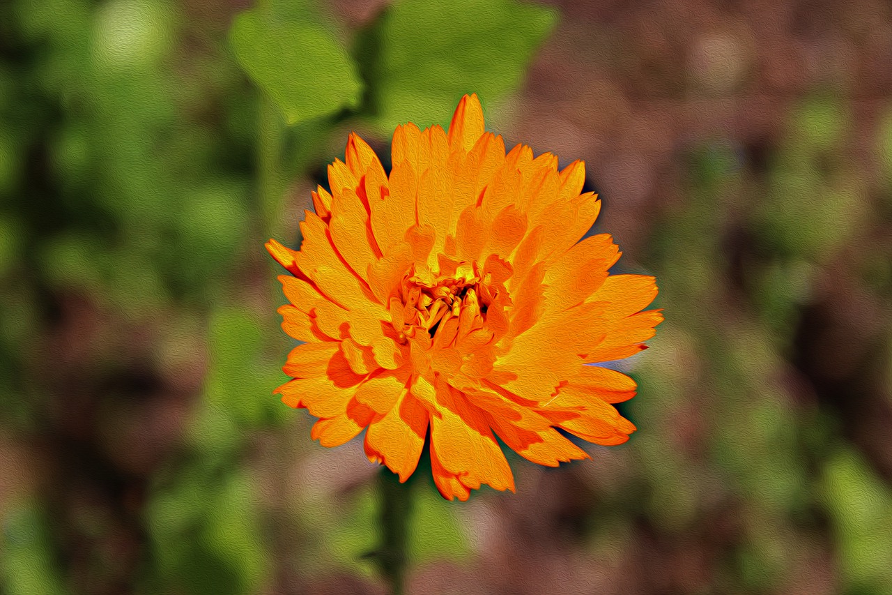 marigold  plant  nature free photo