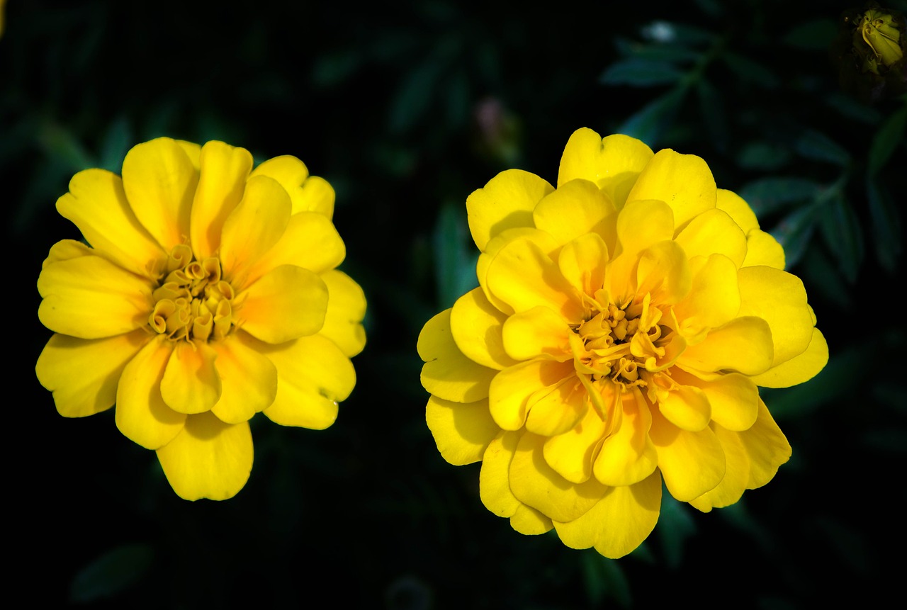 marigold tagetes patula floral free photo
