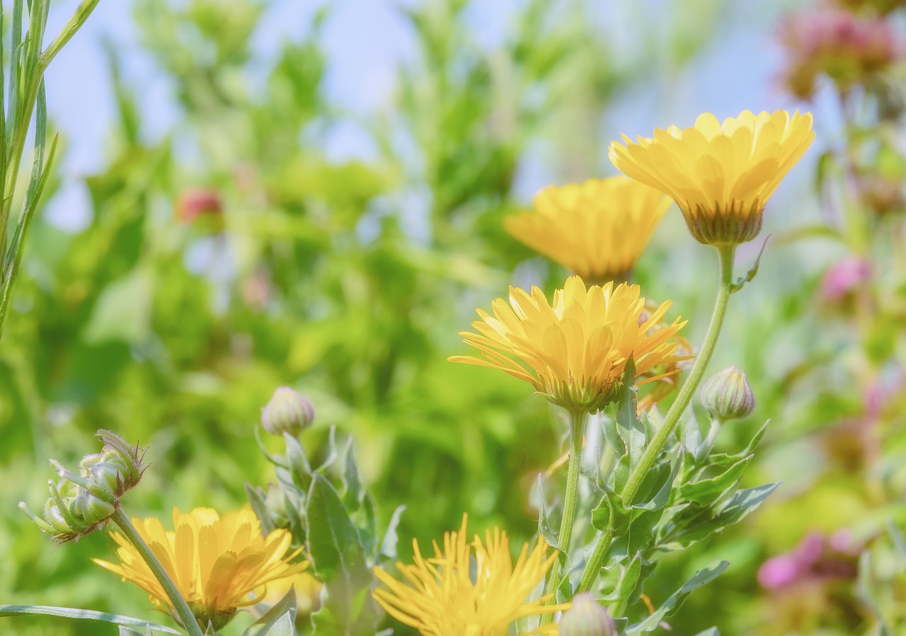 marigold  calendula  blossom free photo