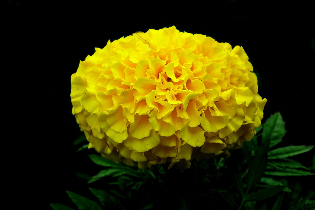 marigold  flower  yellow free photo