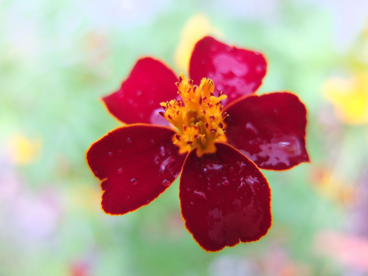 marigold blossom bloom free photo