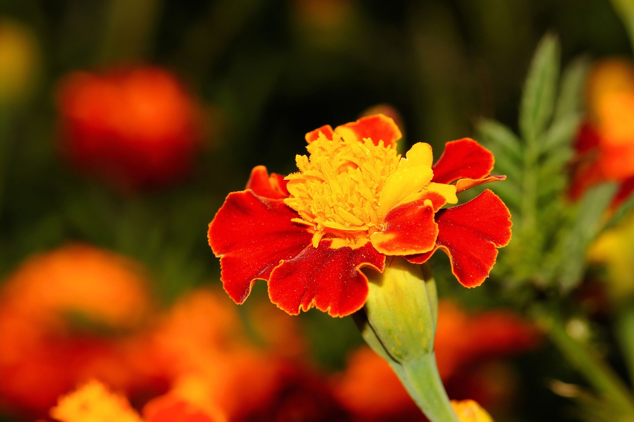 marigold flower blossom free photo