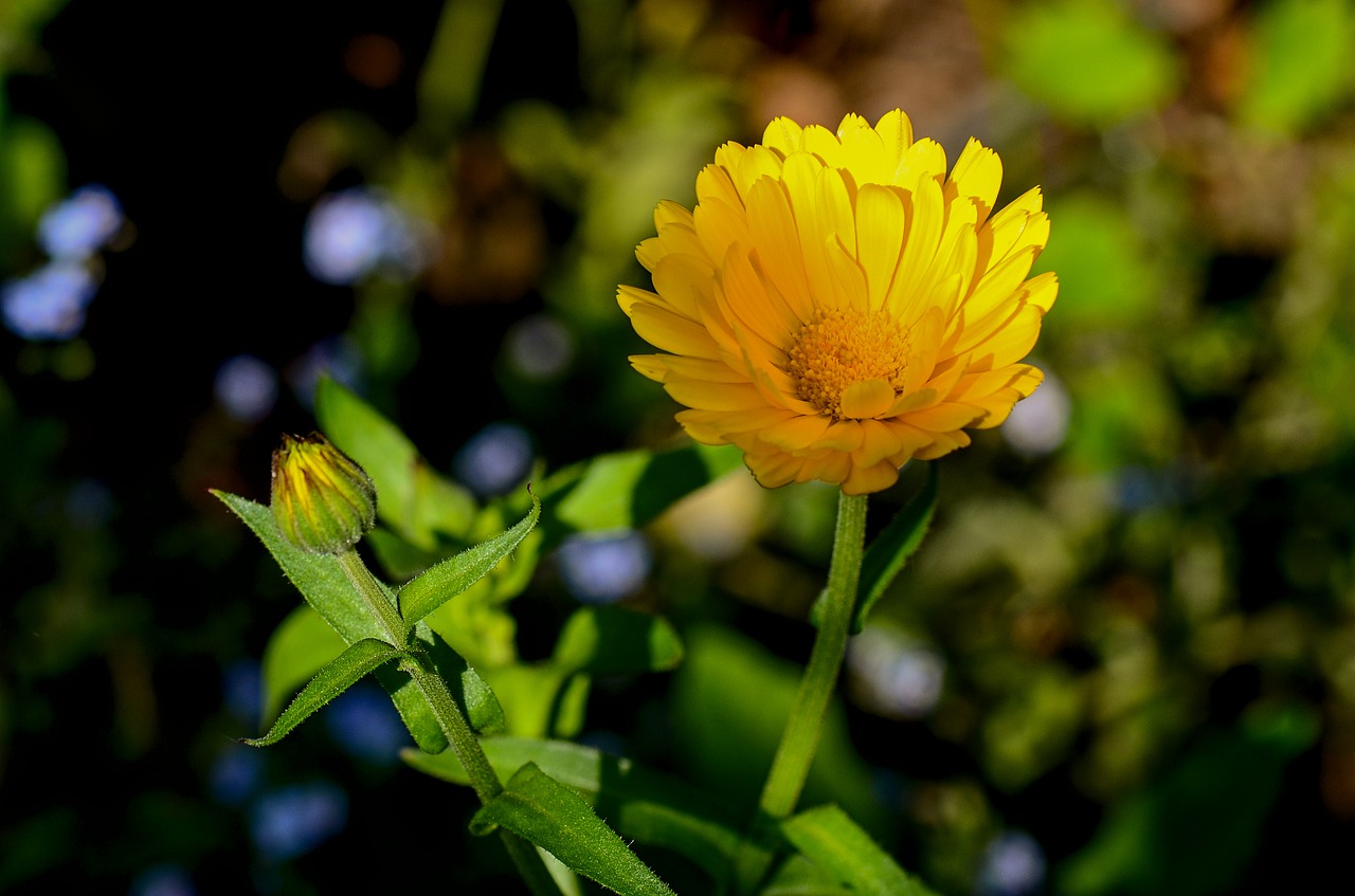 marigold  yellow  nature free photo