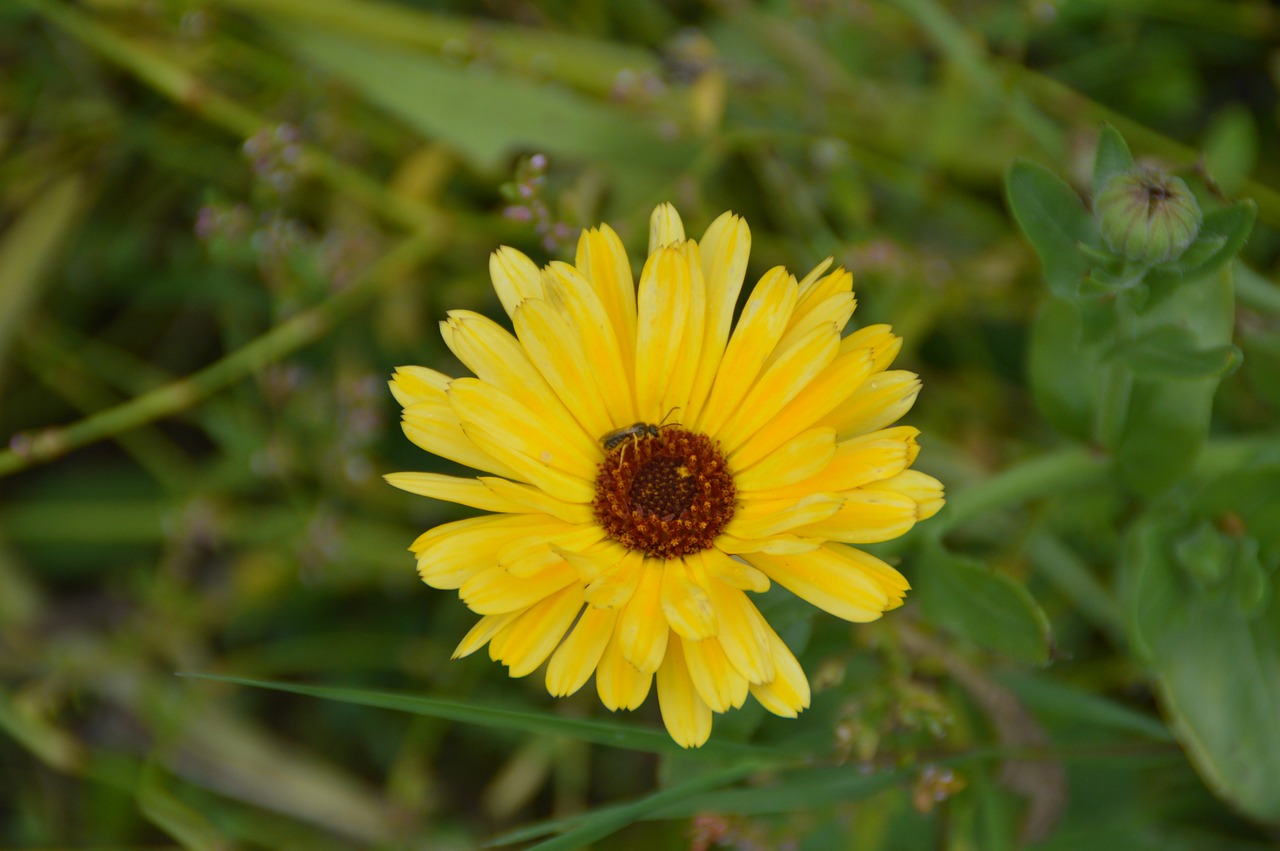 marigold flower garden free photo