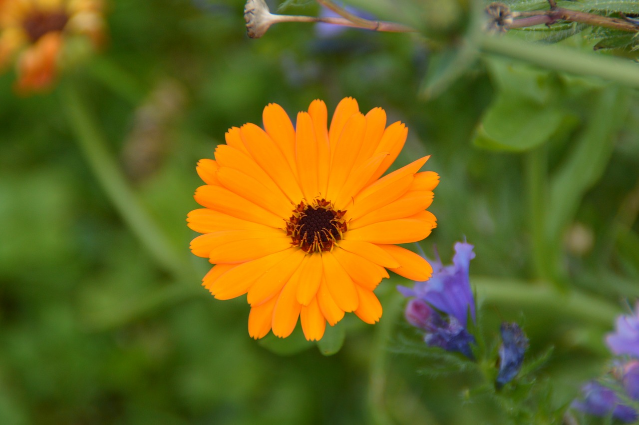 marigold flower garden free photo