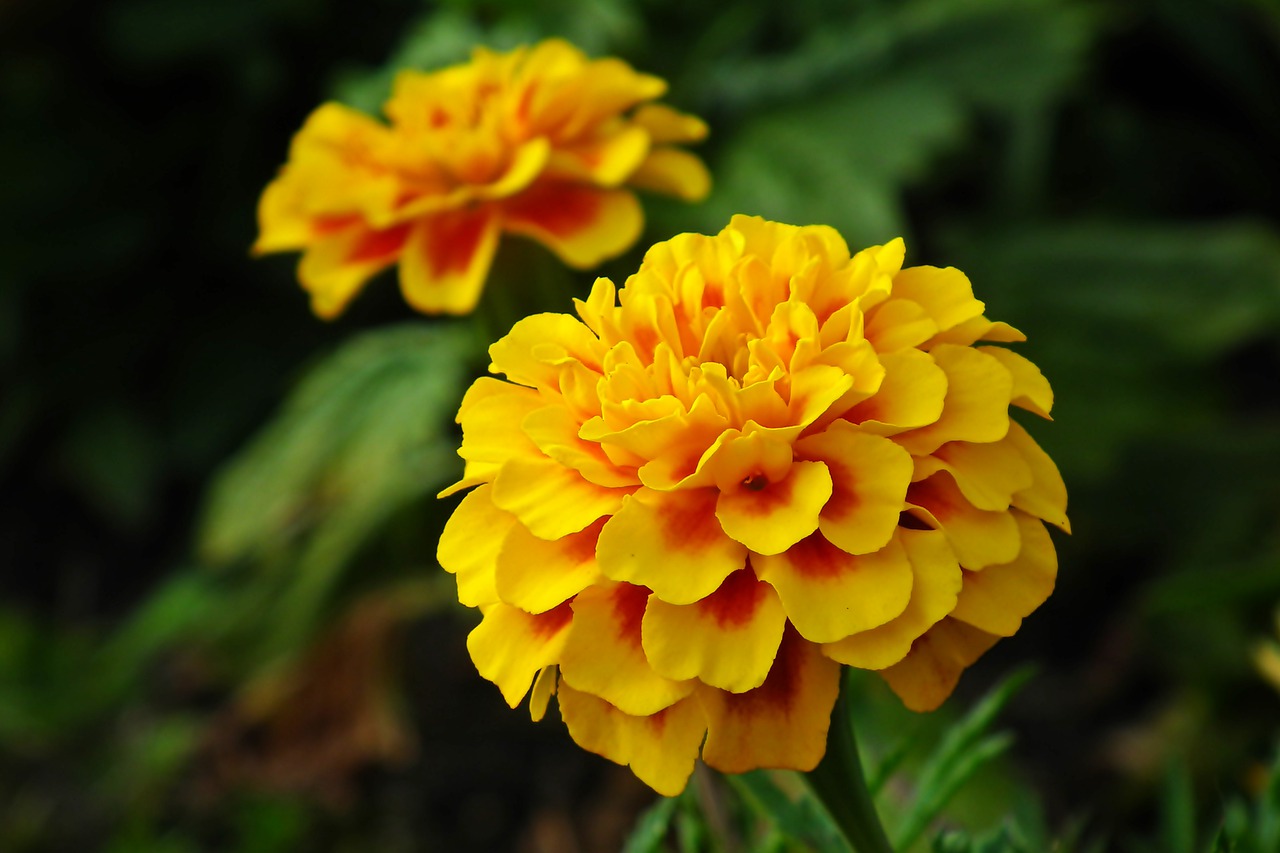 marigold  flower  colored free photo