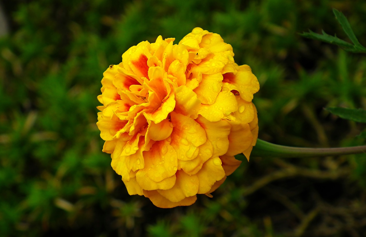 marigold  flower  colored free photo