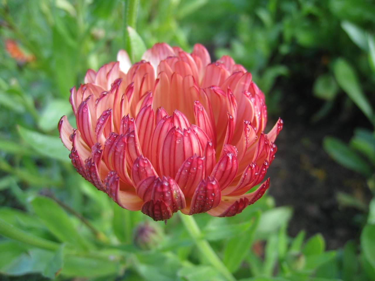 marigold plant one-year free photo