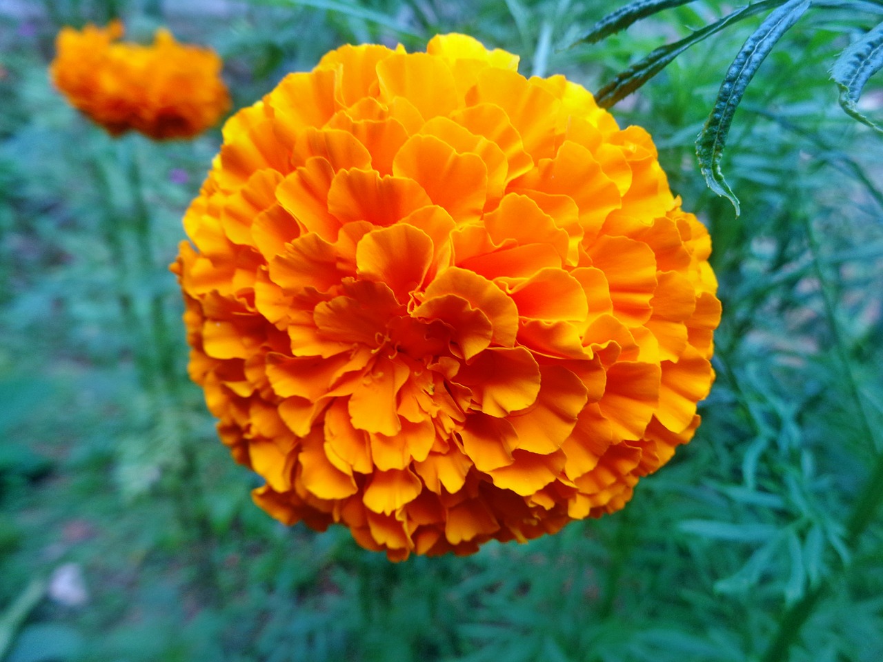 marigold orange flower free photo