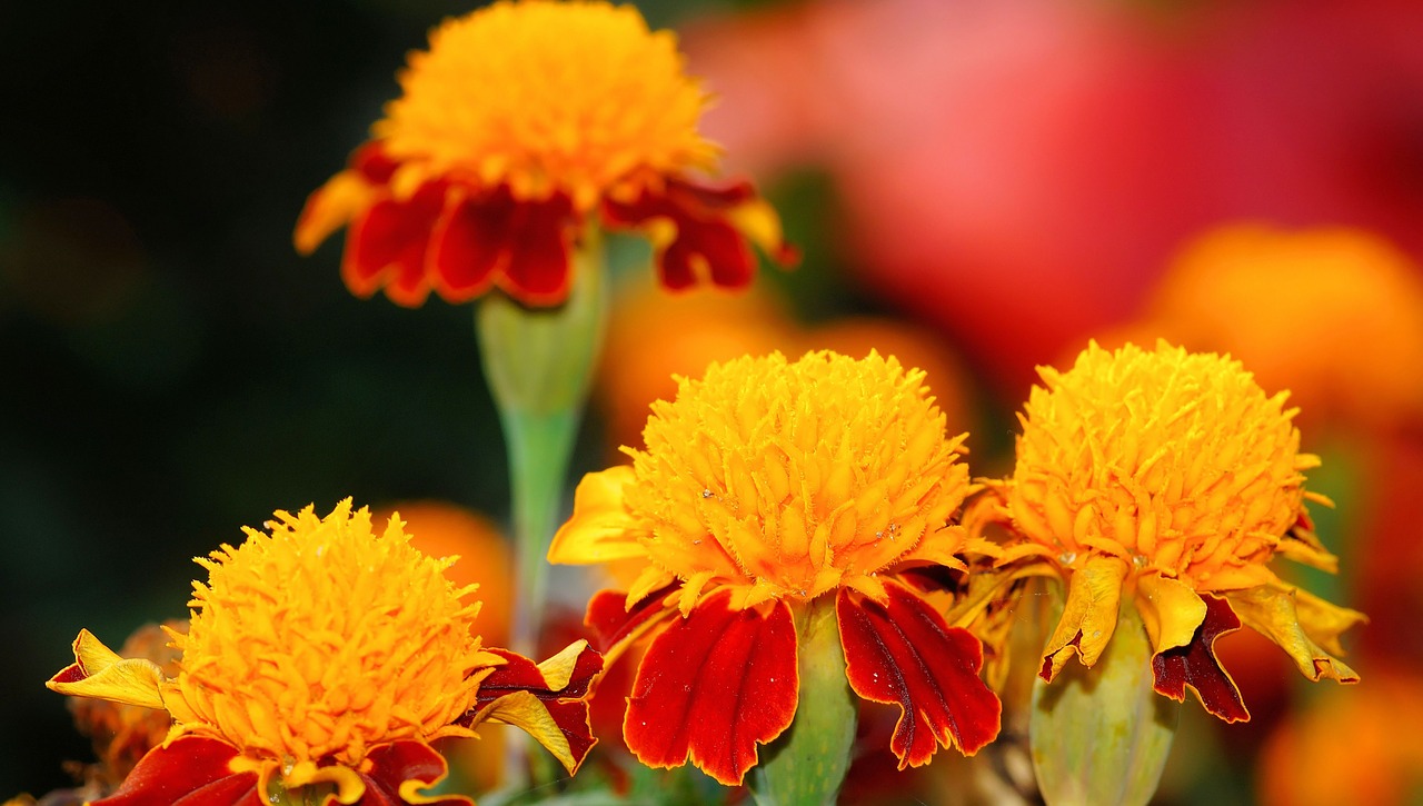 marigold plant flowers free photo