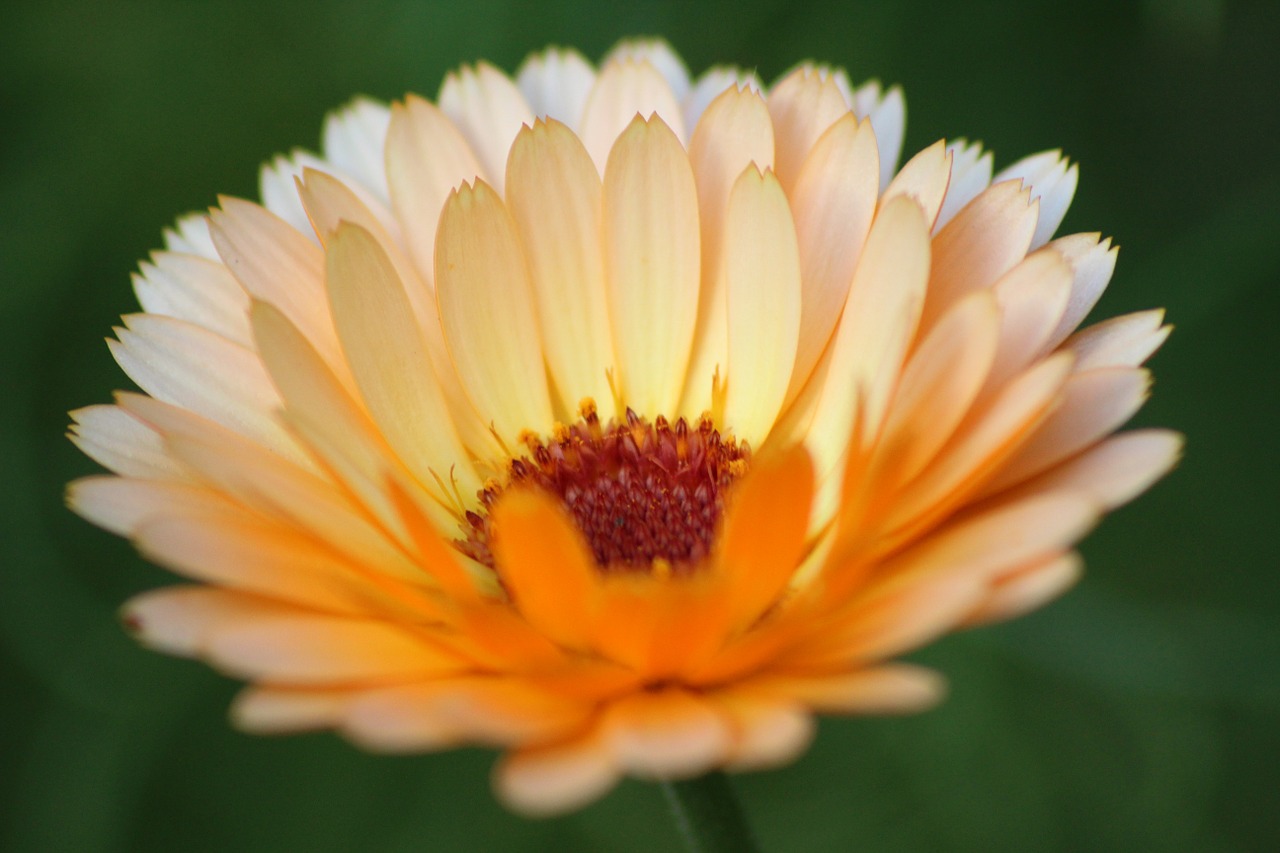 marigold flower blossom free photo