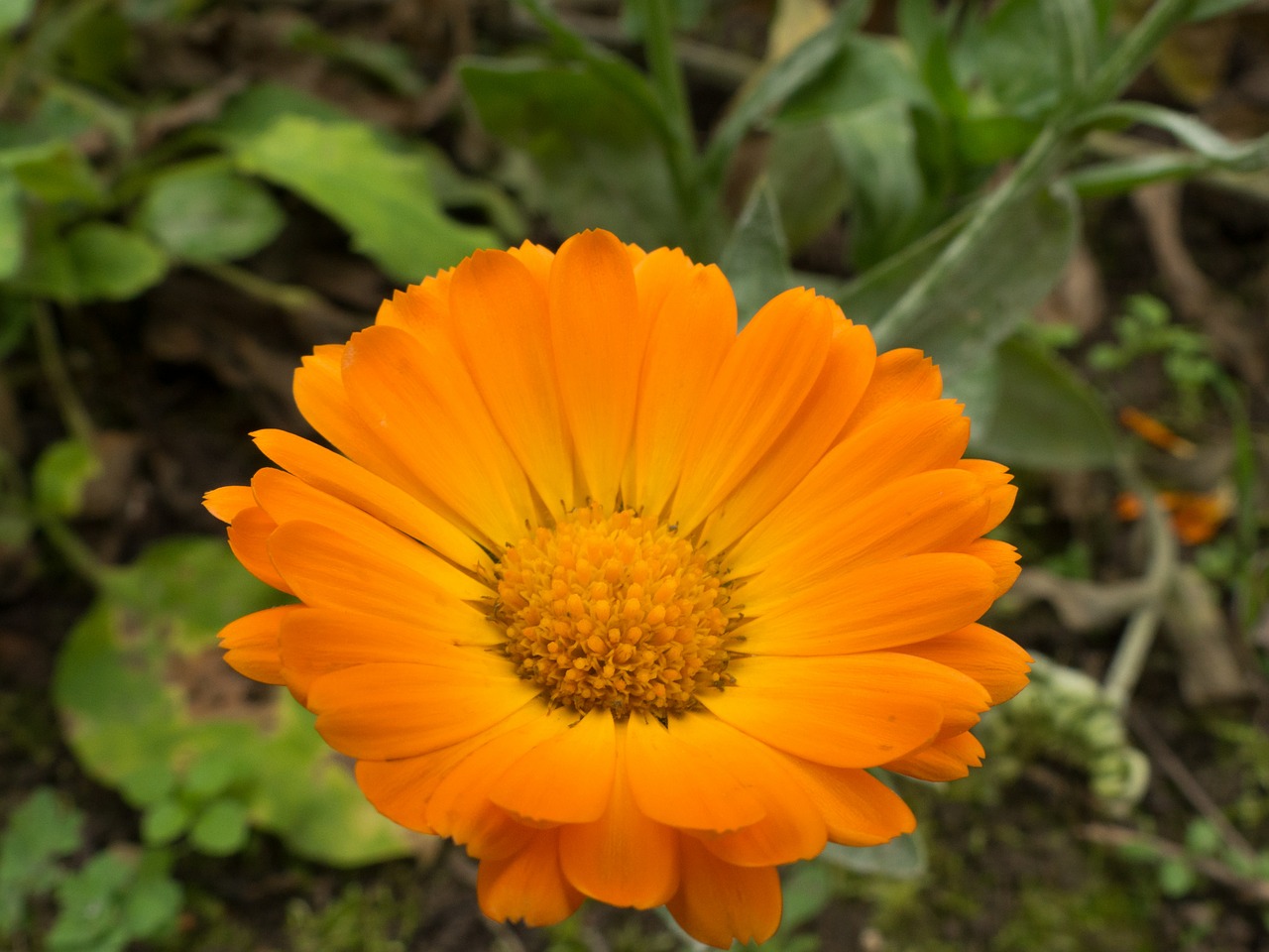 marigold flower autumn free photo