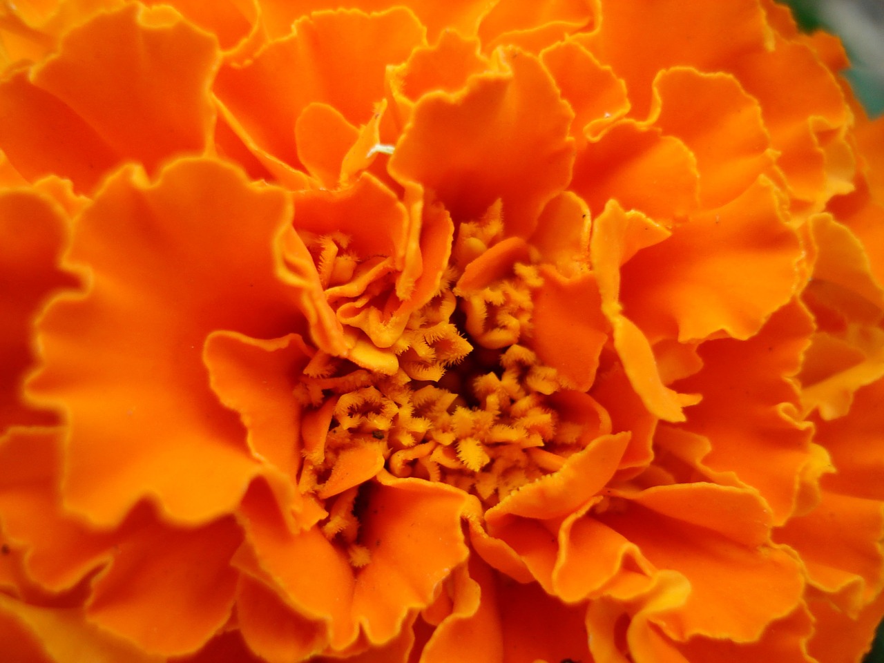 marigold flower orange free photo