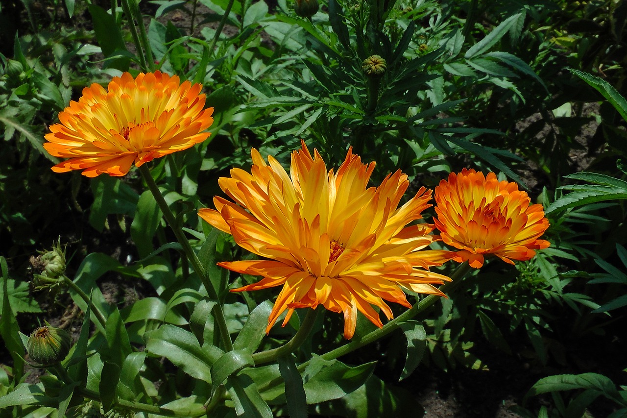 marigold yellow orange free photo