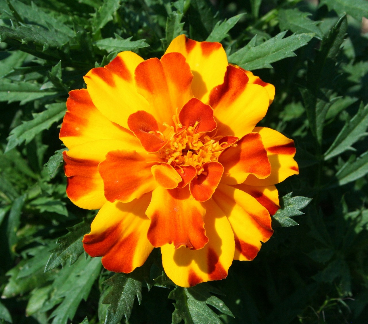 marigold floral plant free photo