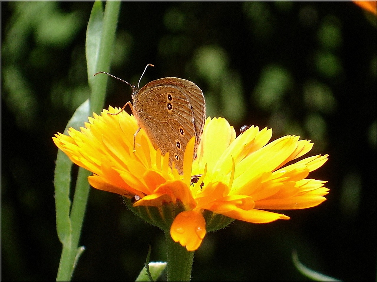 marigold summer butterfly free photo