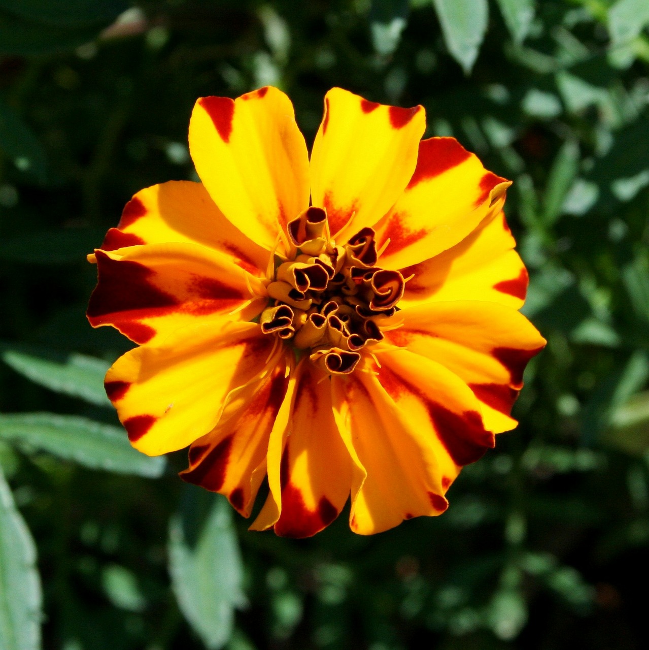 marigold flower variegated free photo