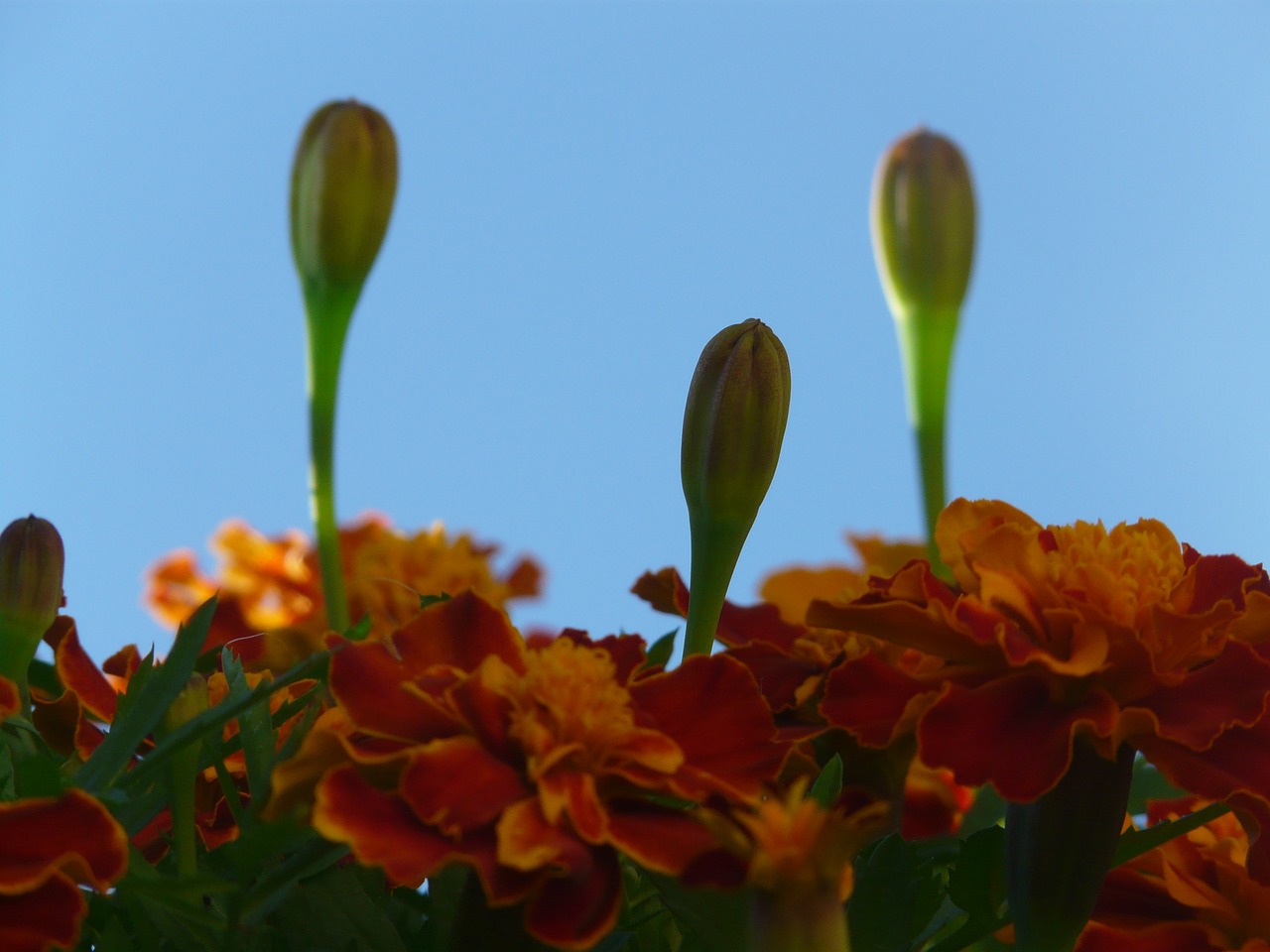 marigold marigolds turkish carnation free photo