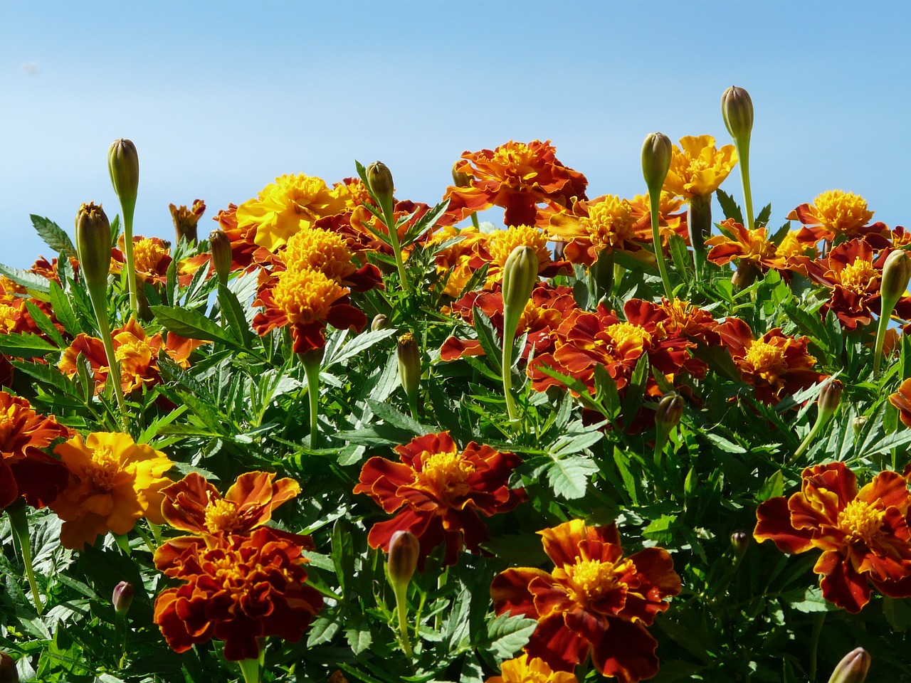 marigold marigolds turkish carnation free photo