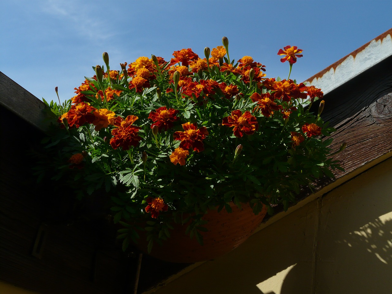 marigold balcony plant ornamental plant free photo