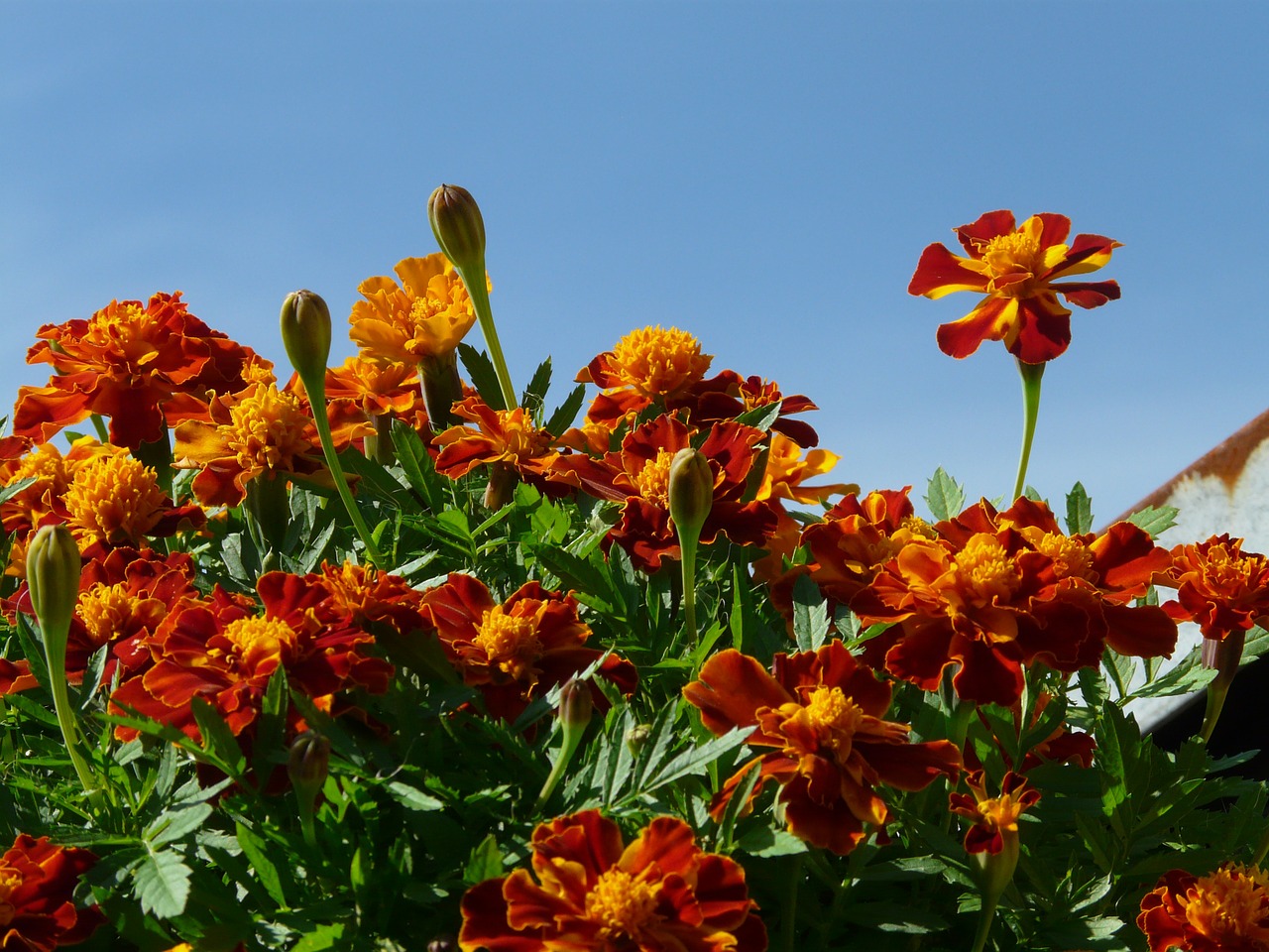 marigold flower prosperous free photo