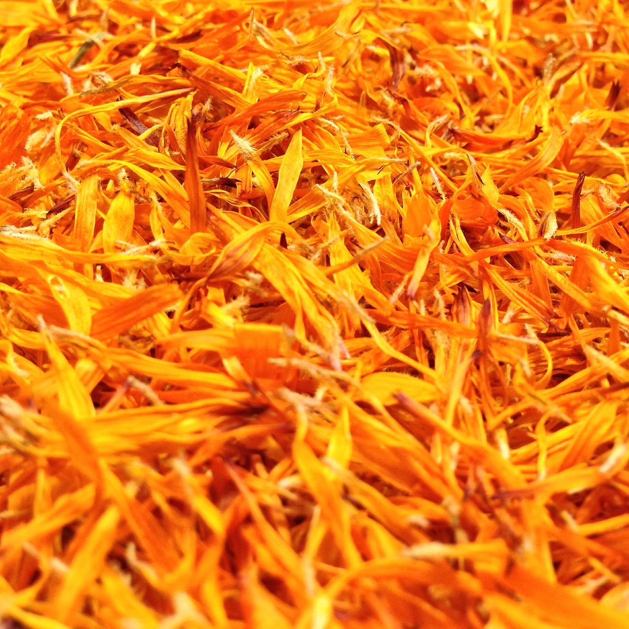 marigold petals calendula officinalis free photo