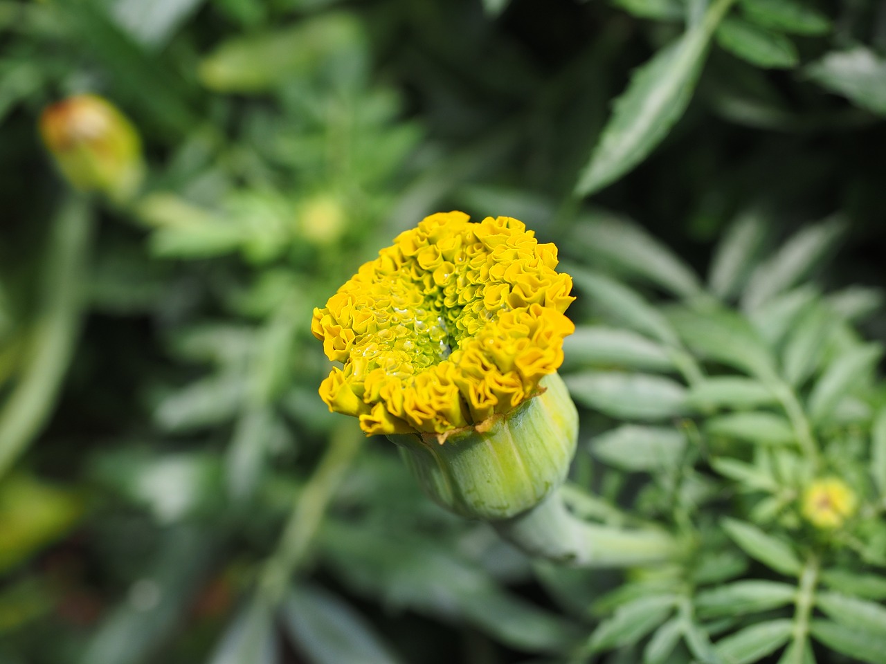 marigold bud marigolds free photo