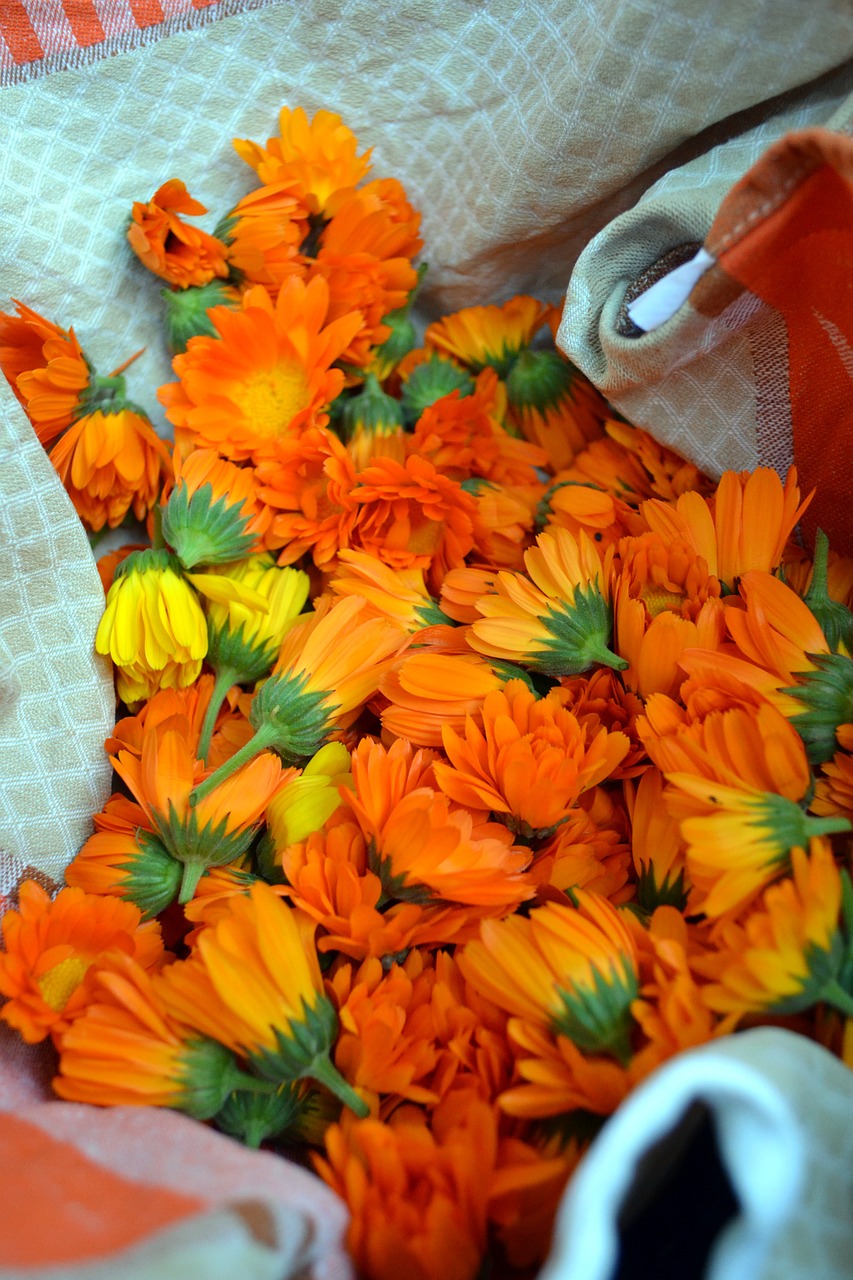 marigold flower orange free photo