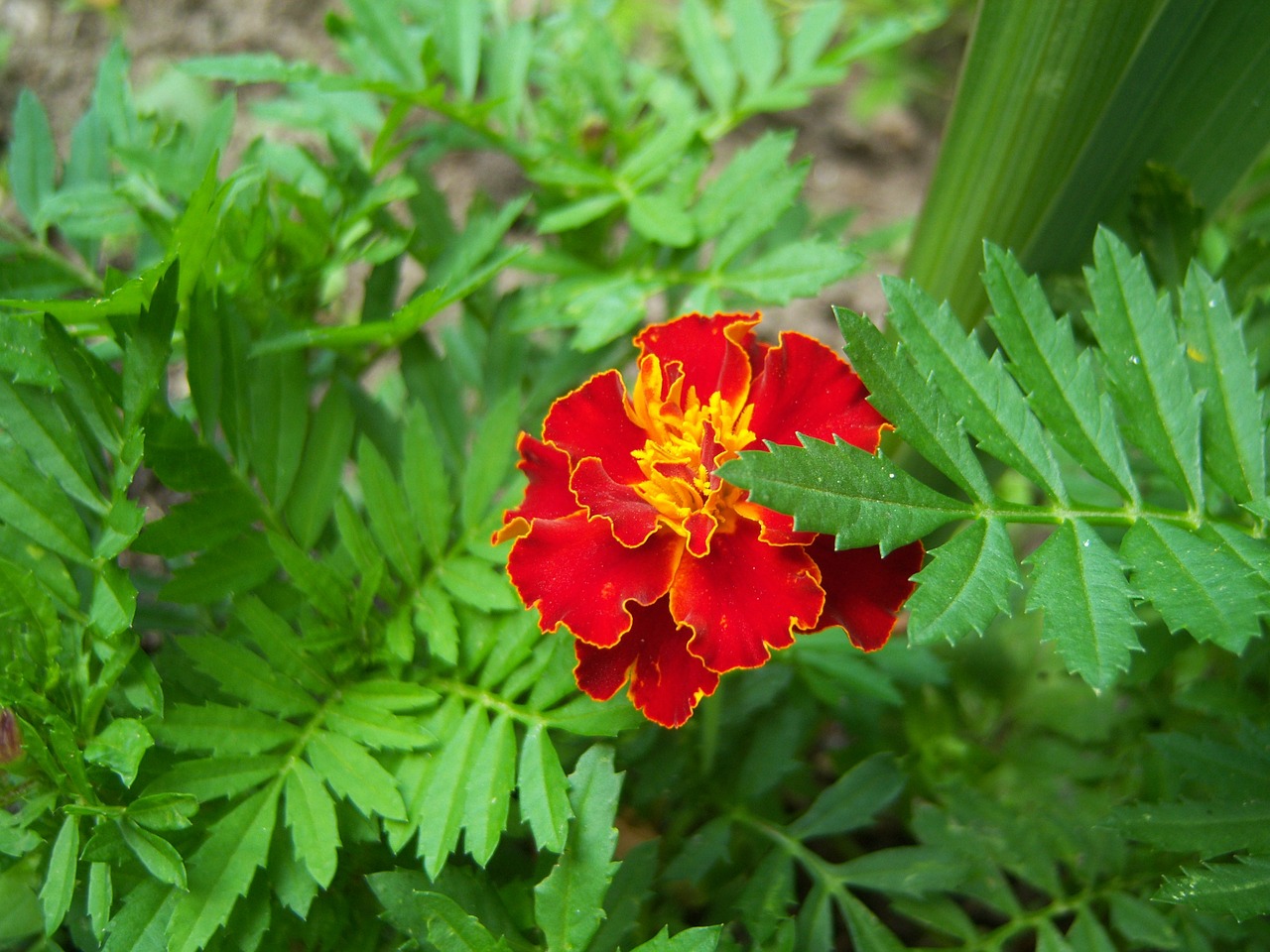 marigold flower balcony plant free photo