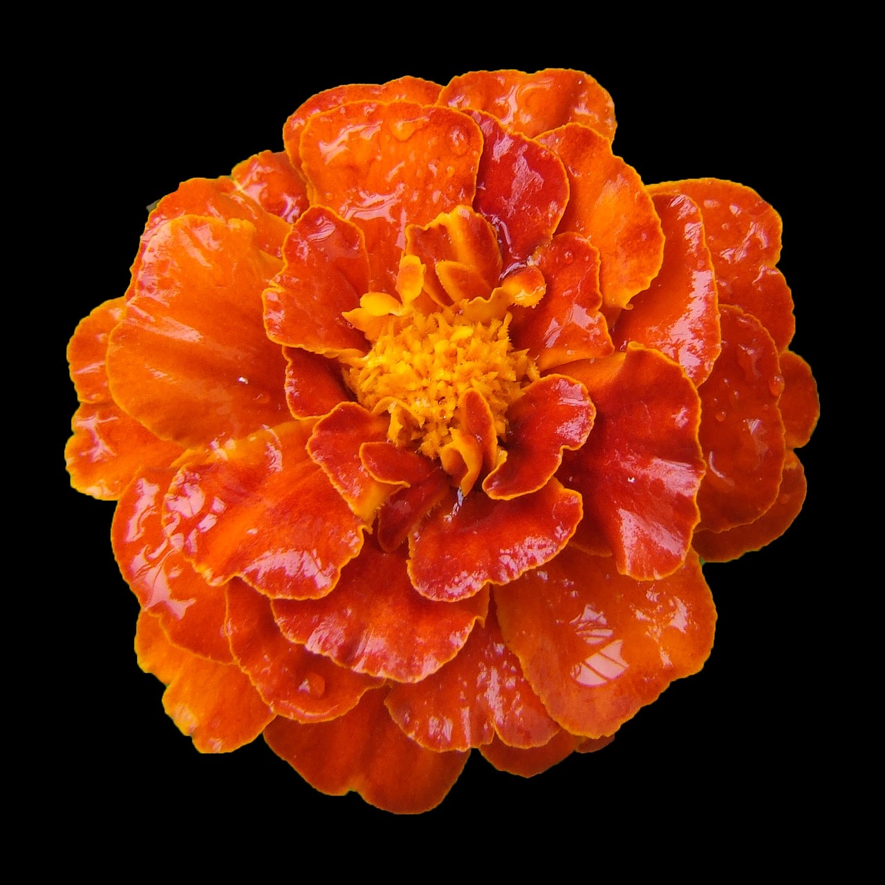 marigold balcony flower orange free photo