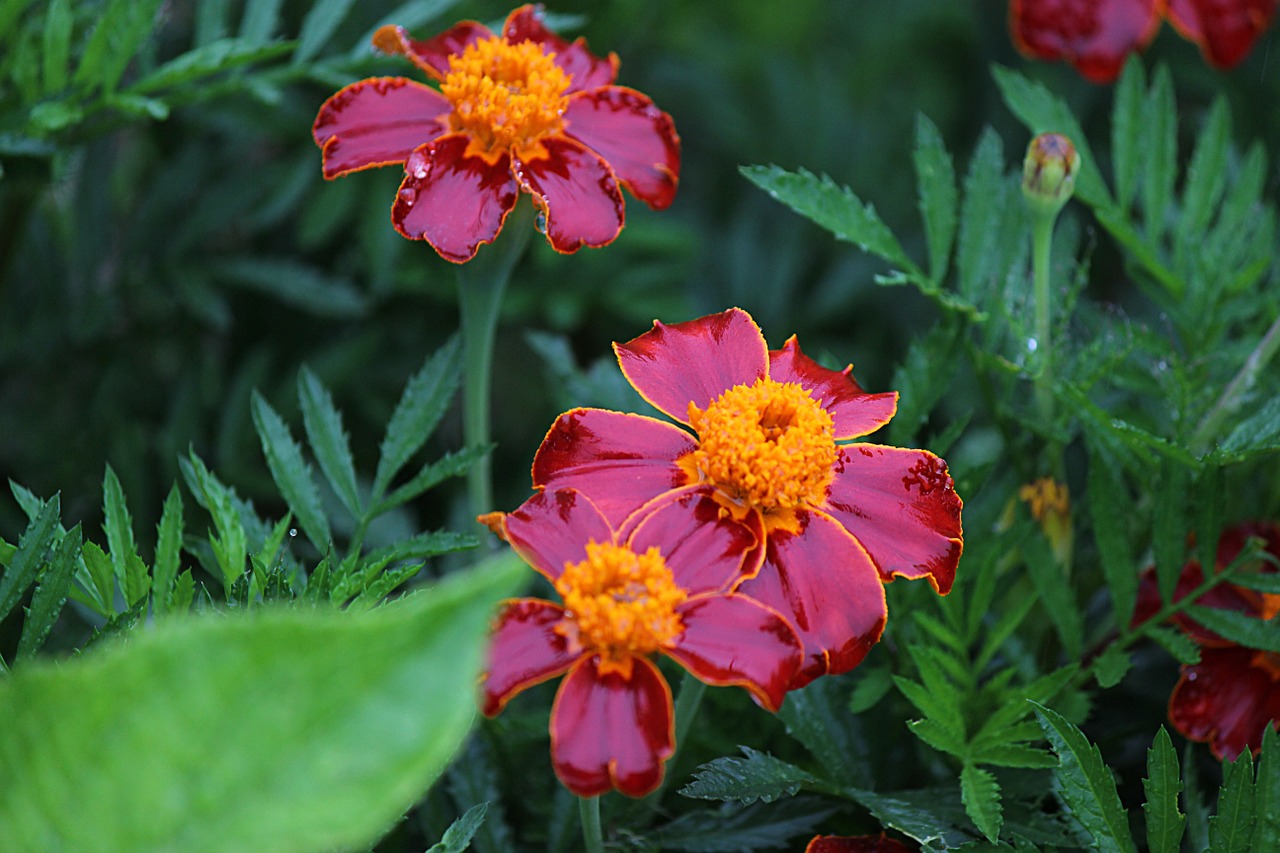 marigold fukushima rain free photo