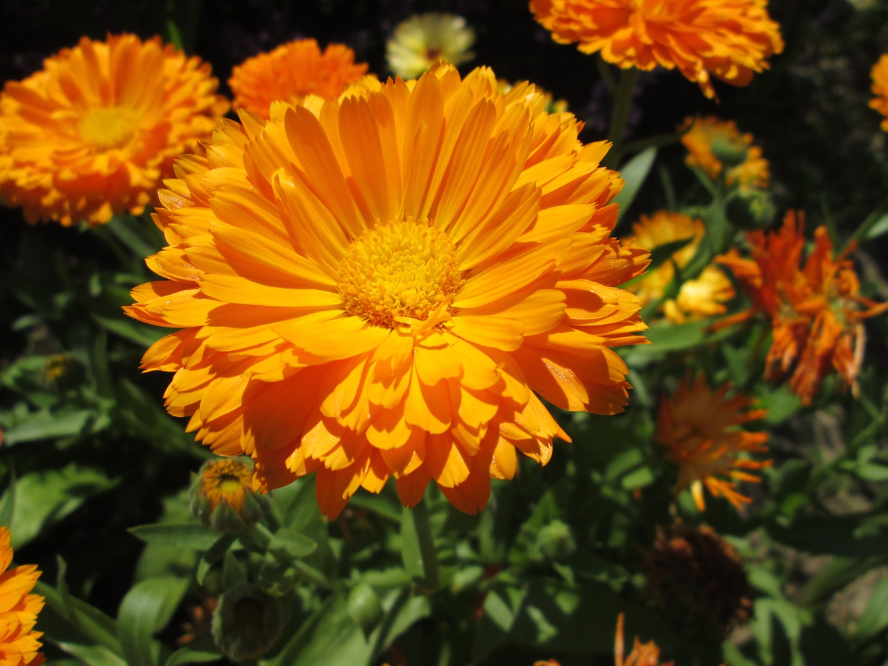 marigold flower garden free photo