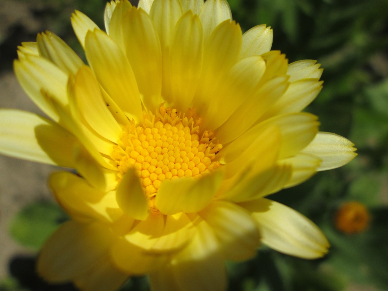 marigold flower garden free photo