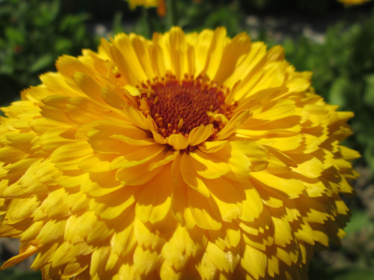 marigold flower flowers free photo