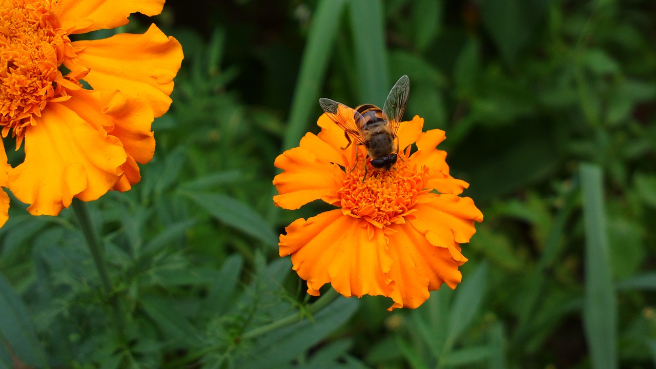 marigold bee insect free photo