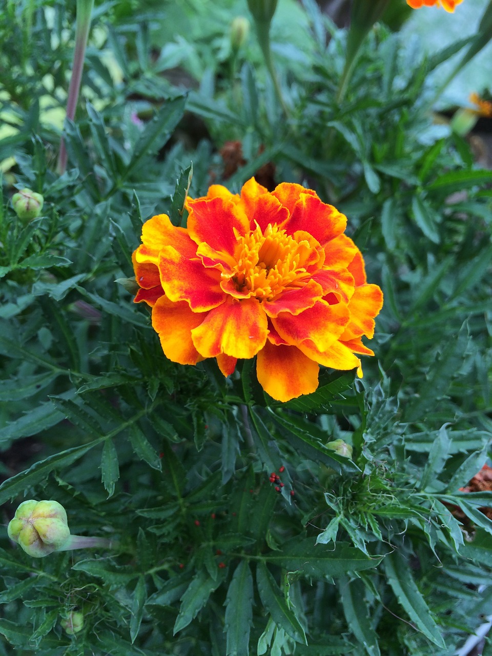 marigold garden flower free photo