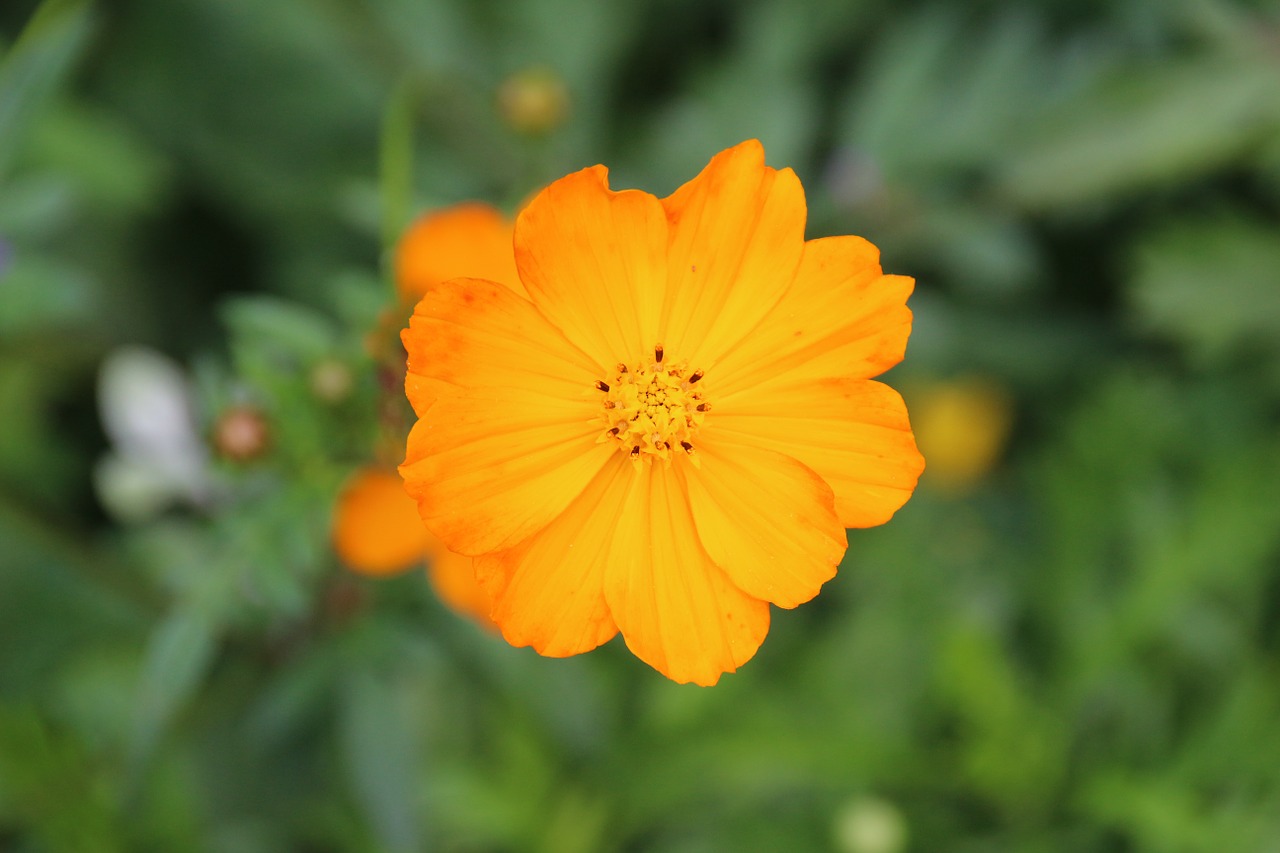 marigold flower blossom free photo