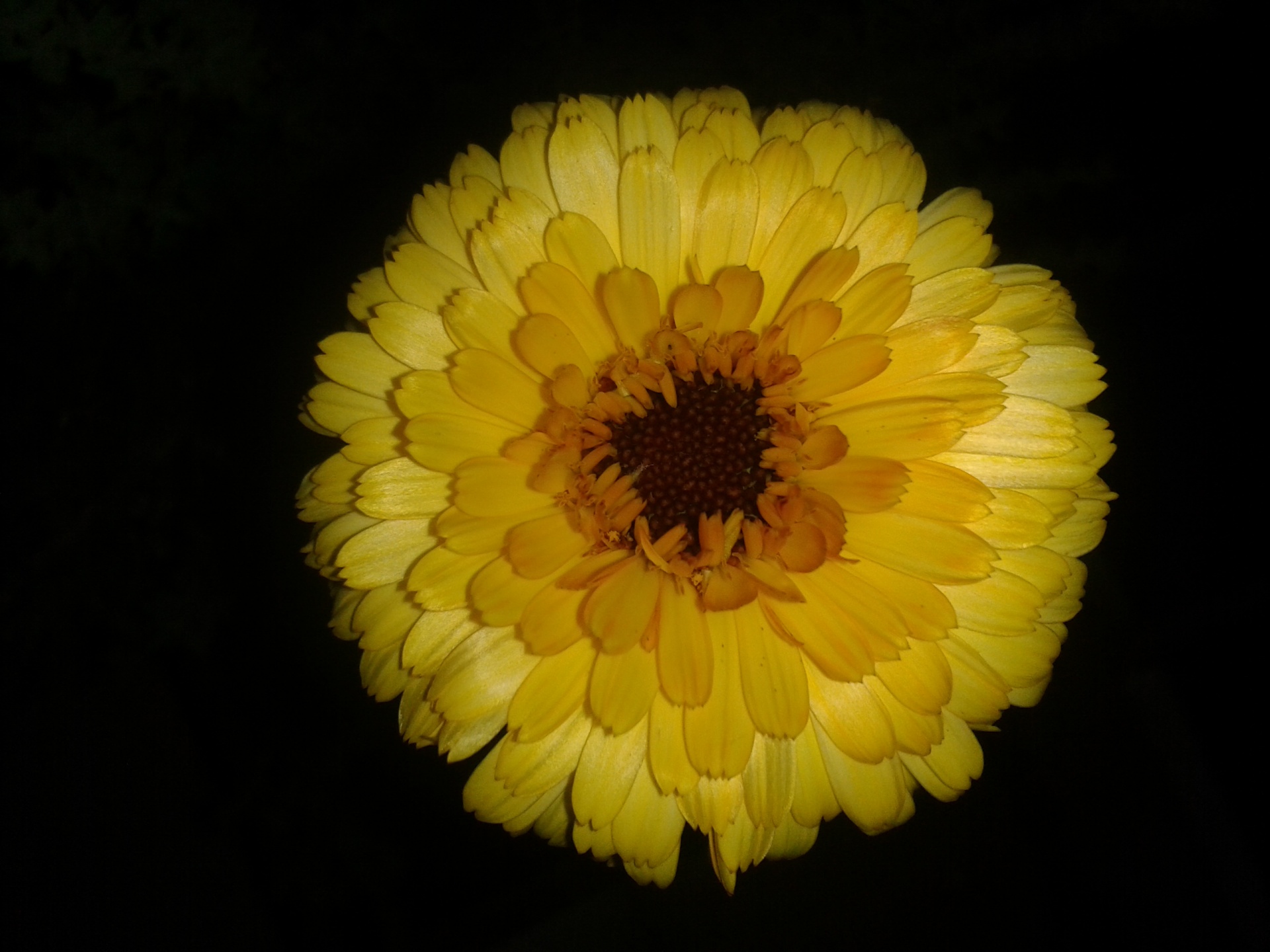 flower calendula marigold free photo