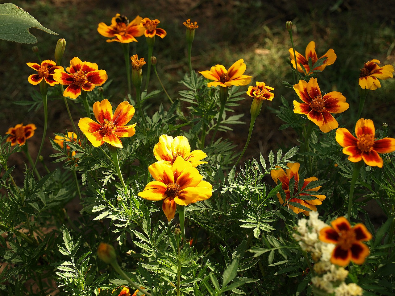 marigold scattered tagetes patula nana flower free photo