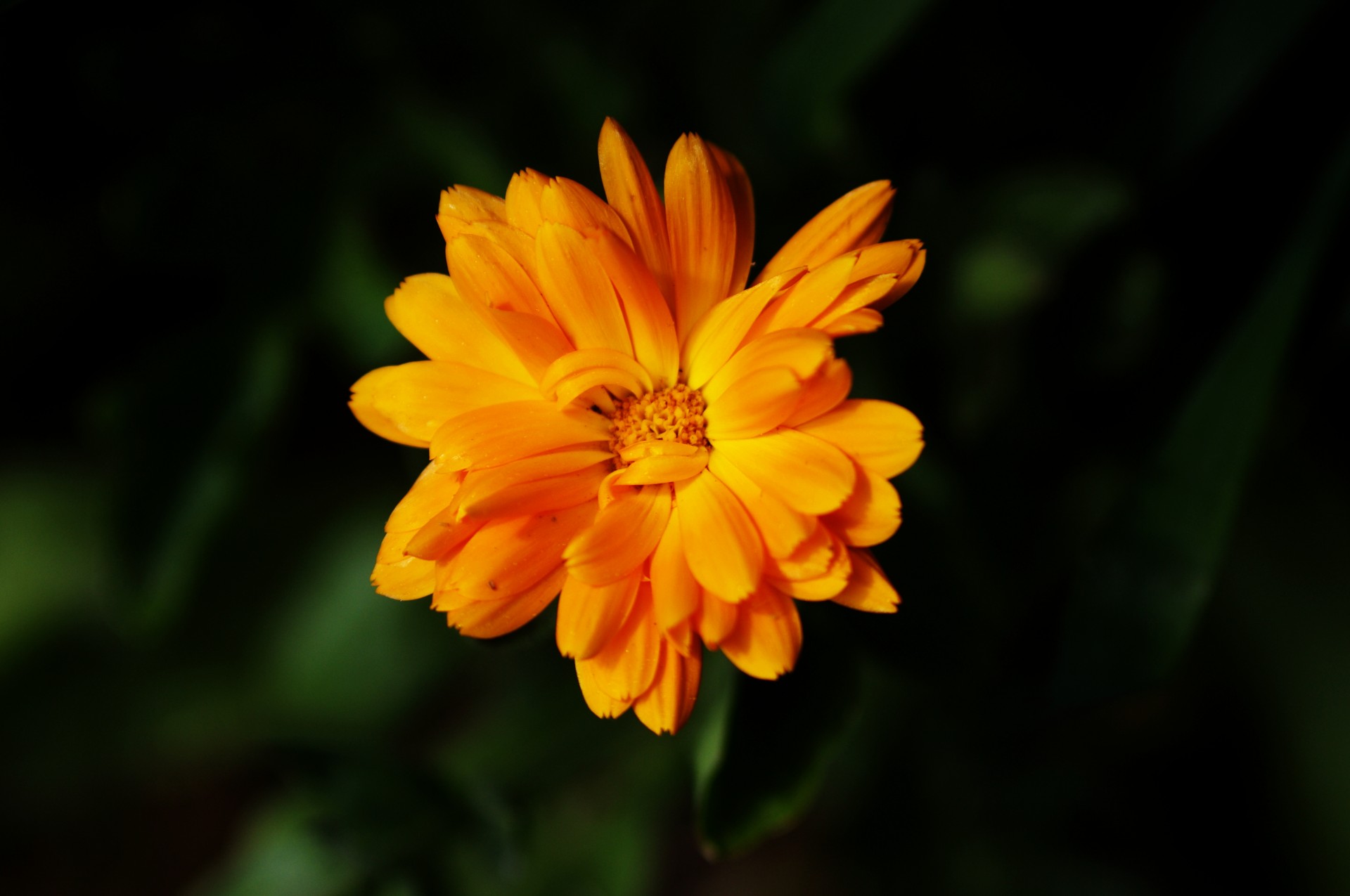 marigold golden flower calendula free photo