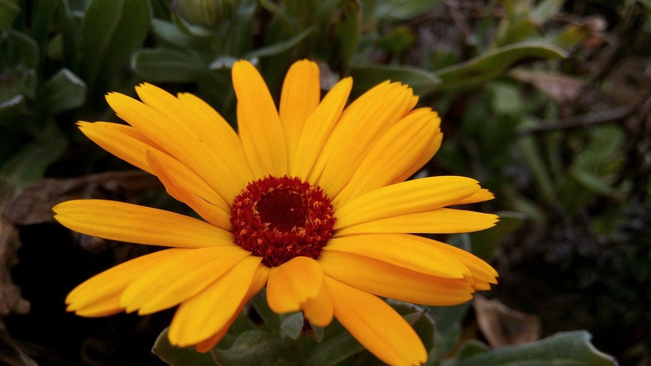 marigolds flowers spring nature free photo