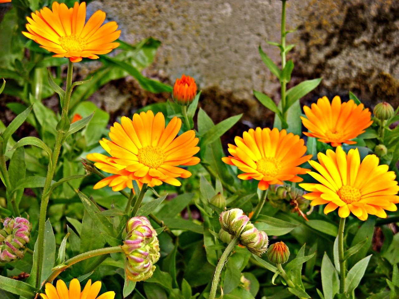 marigolds flowers nature free photo